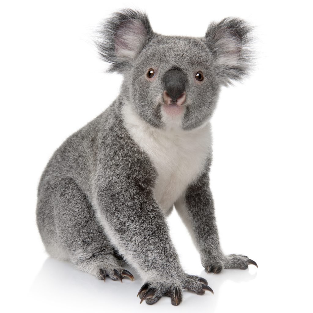Australian tourist visa